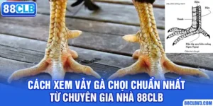 cách xem vảy gà chọi