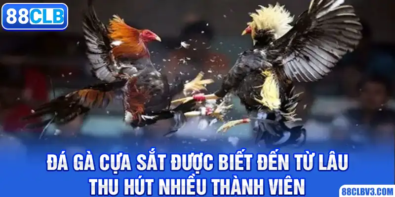 đá gà cựa sắt