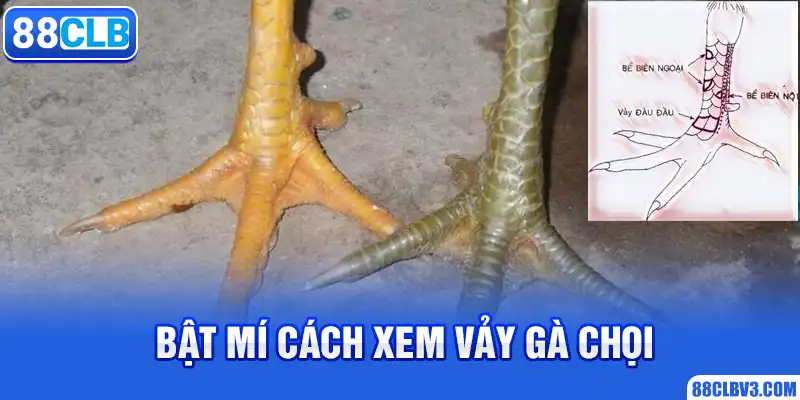 Bật mí cách xem vảy gà chọi