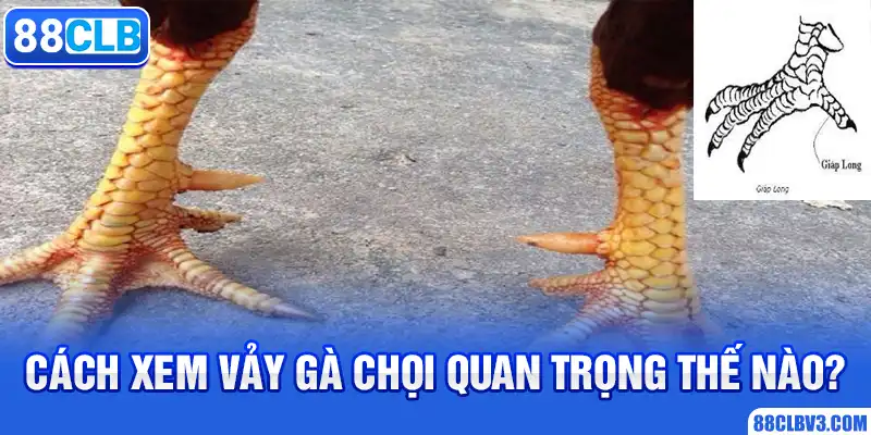 Cách xem vảy gà chọi quan trọng thế nào?