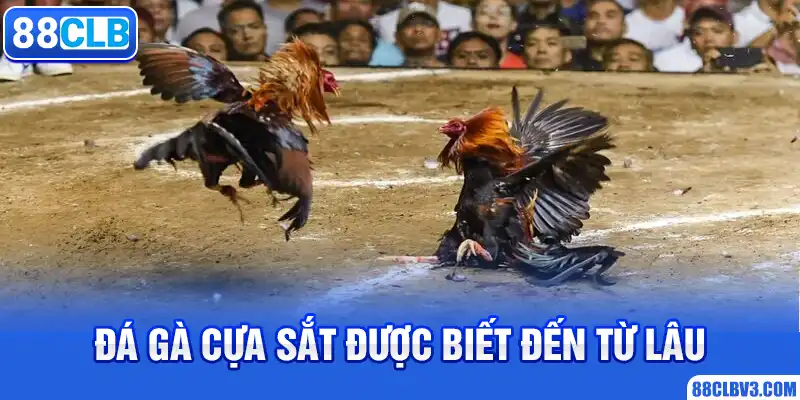 Đá gà cựa sắt được biết đến từ lâu