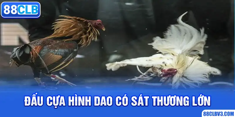 Đấu cựa hình dao có sát thương lớn