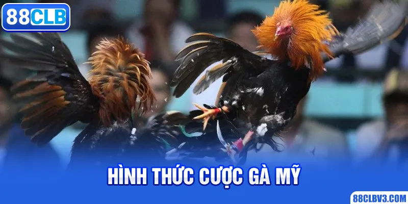 Hình thức cược gà Mỹ