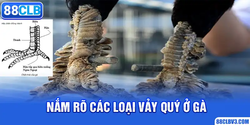 Nắm rõ các loại vảy quý ở gà