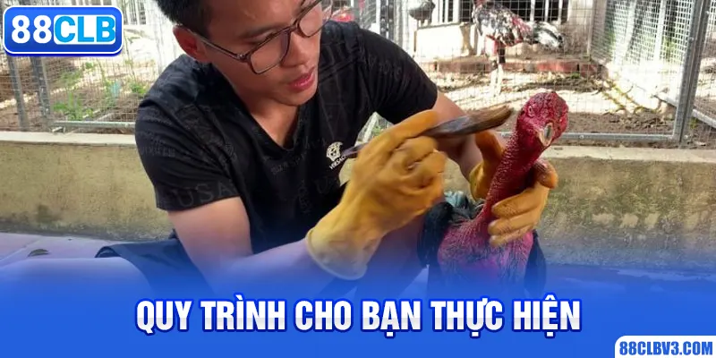 Quy trình om gà chọi