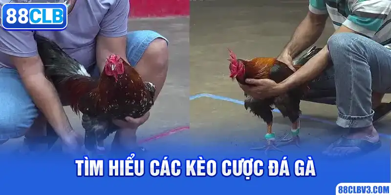 Tìm hiểu các kèo cược đá gà