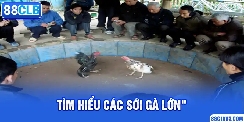 Tìm hiểu các sới gà lớn