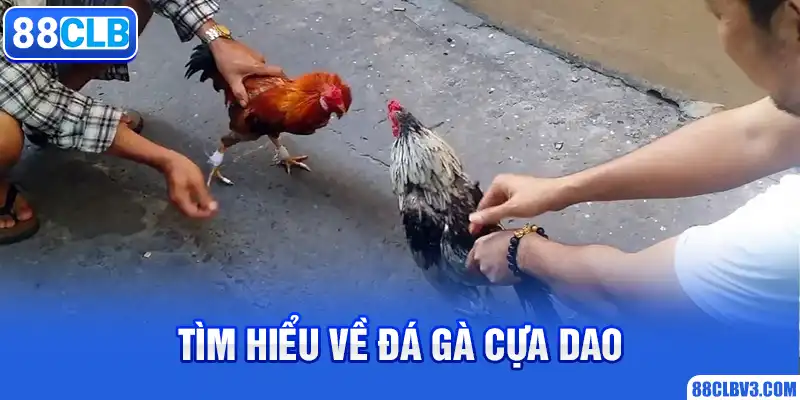 Tìm hiểu về đá gà cựa dao